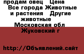  продам овец › Цена ­ 100 - Все города Животные и растения » Другие животные   . Московская обл.,Жуковский г.